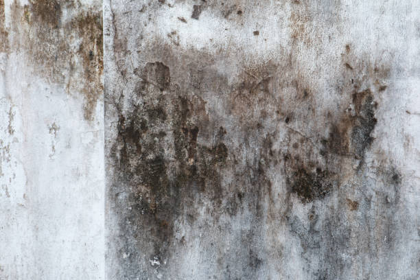Best Environmental Consulting for Mold Prevention  in Hudson, FL
