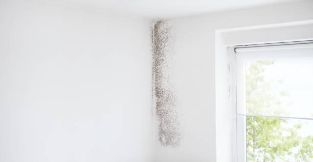 Best Commercial Mold Inspection  in Hudson, FL