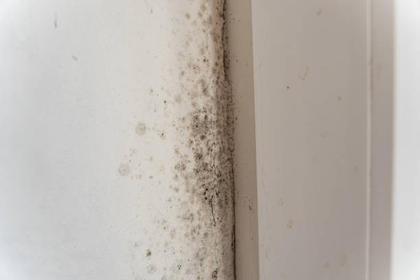 Trusted Hudson, FL Mold Removal Experts